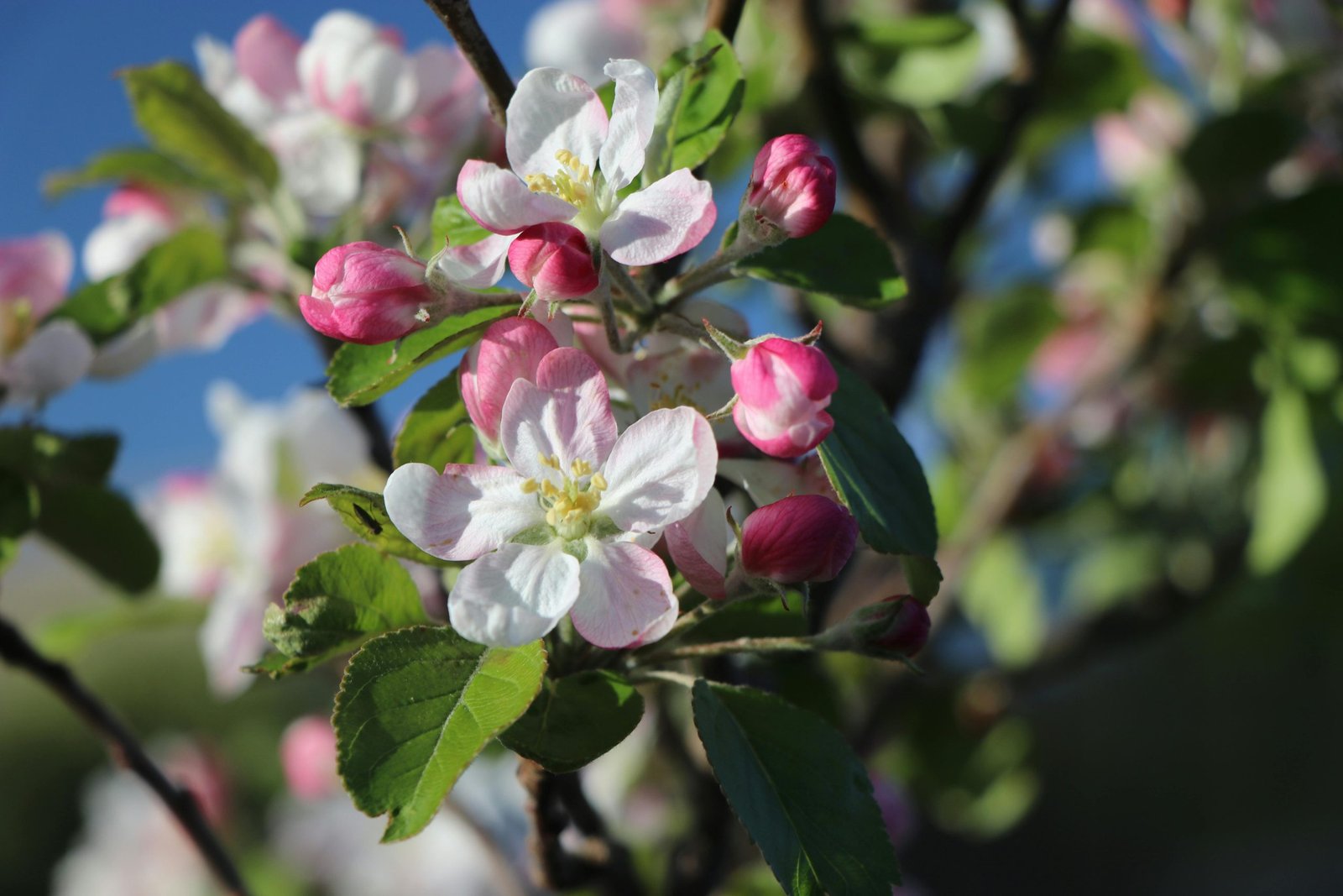 Apple flowering