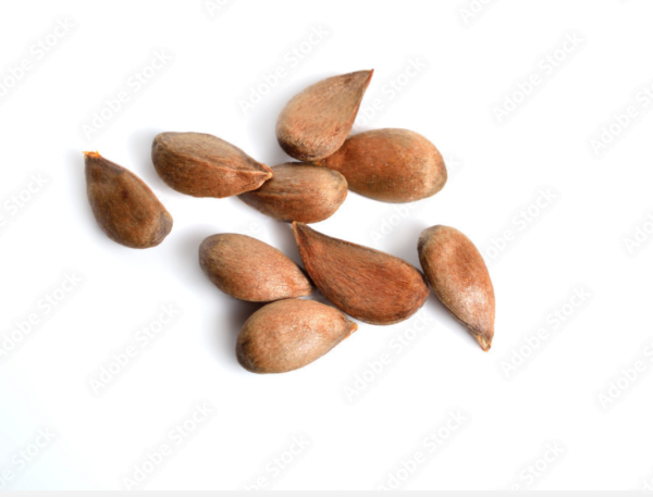 Apple Seeds